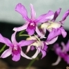Dendrobium spec